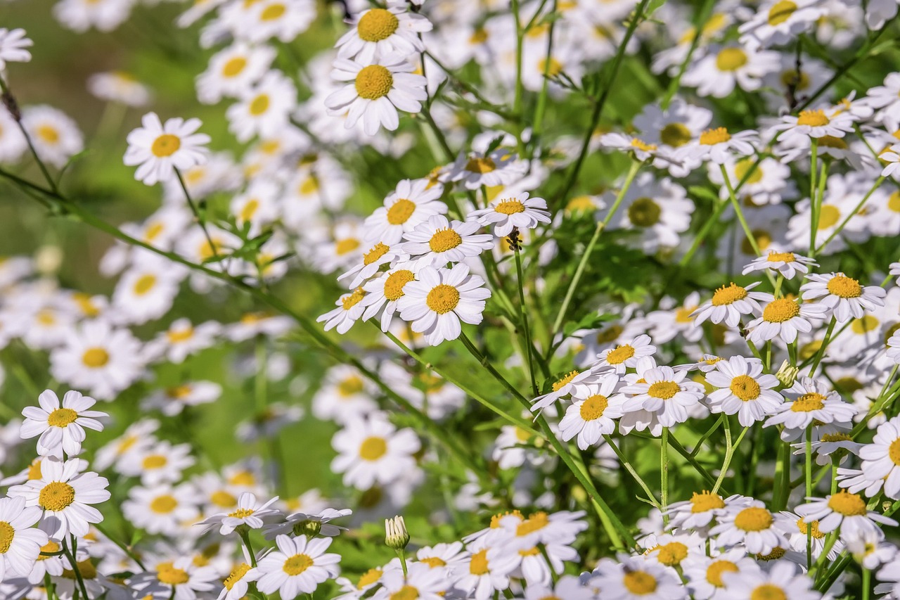カモミール❀Camomile