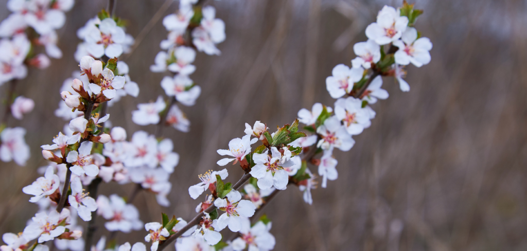ユスラウメの花