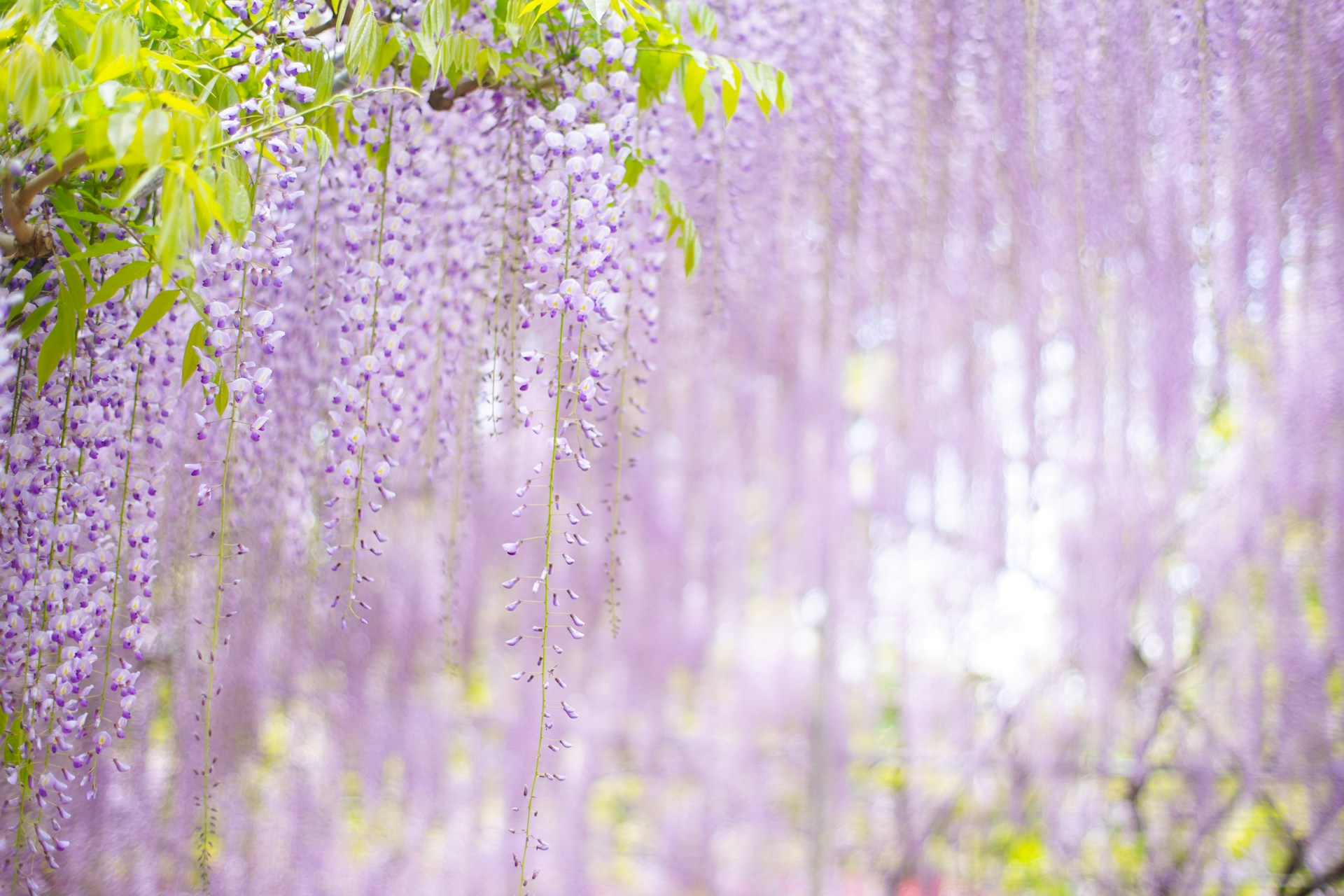 藤❀Wisteria