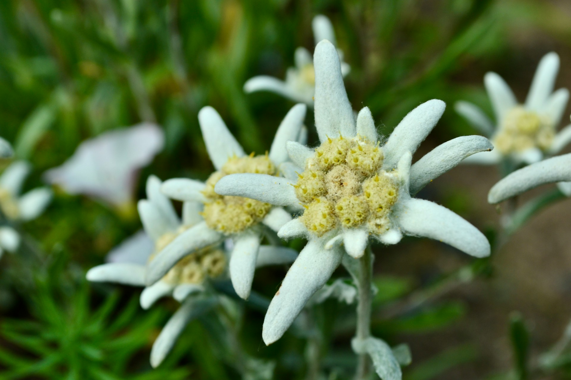 エーデルワイス（Edelweiss）❀エディブルフラワー