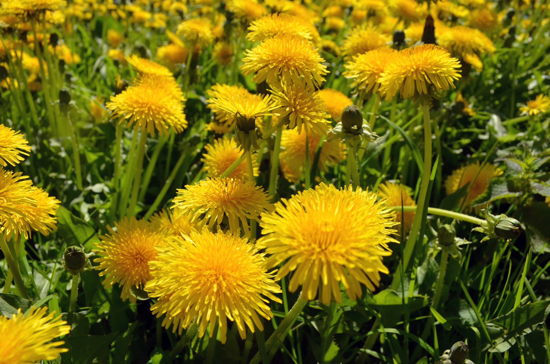 たんぽぽ（Dandelion）❀エディブルフラワー