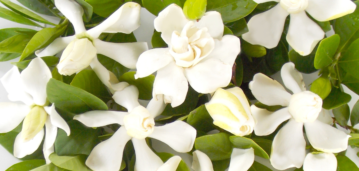 クチナシの花々