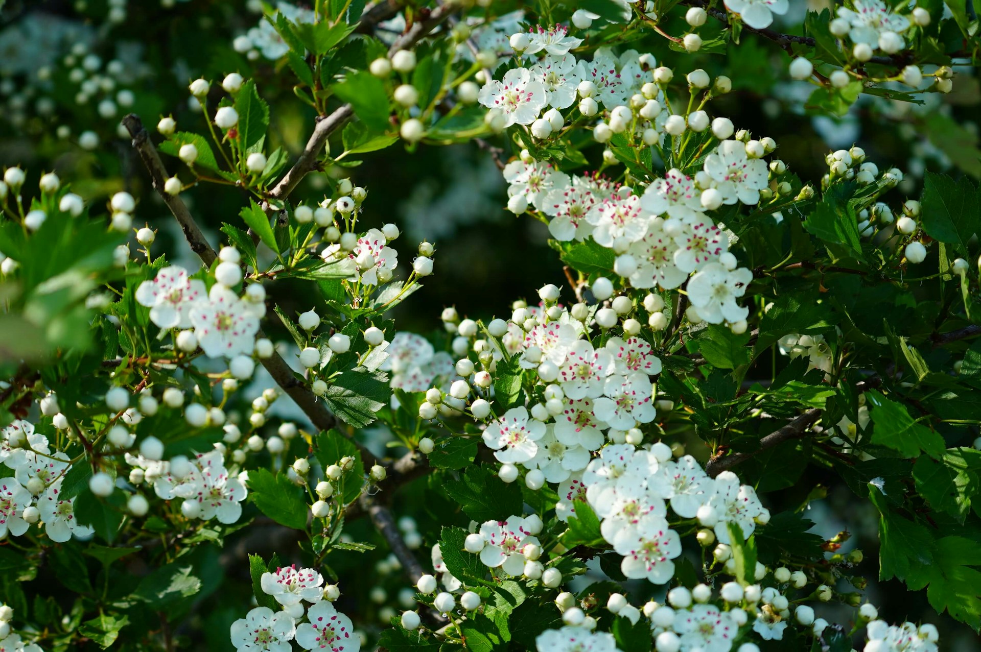 サンザシ（Hawthorn）❀エディブルフラワー