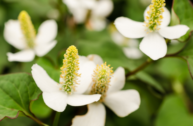 ドクダミの花