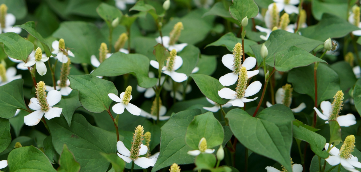 ドクダミ（Houttuynia cordata）❀エディブルフラワー