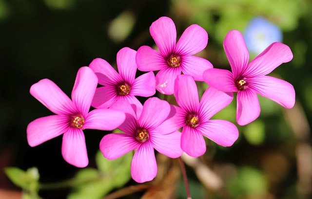 カタバミのピンクの花