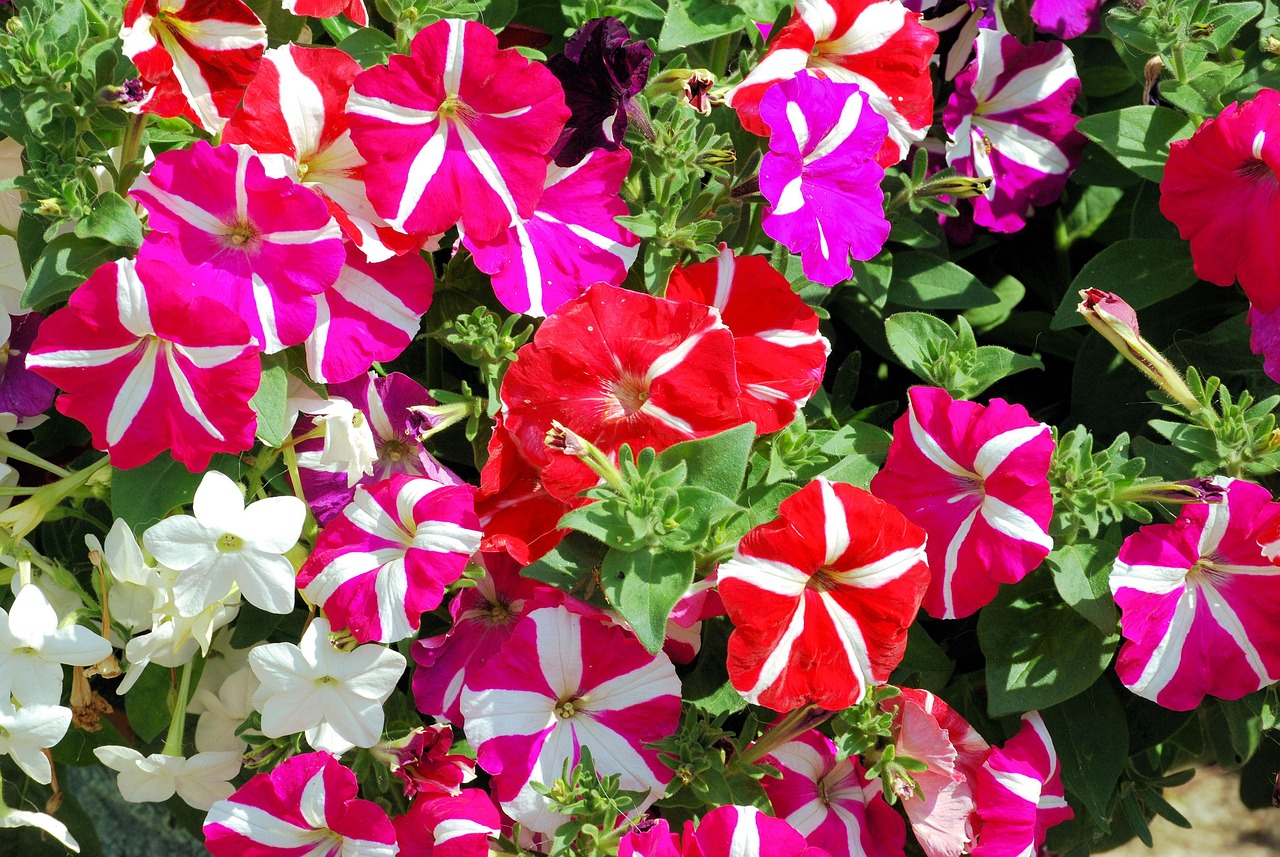 ペチュニア（Petunia）❀エディブルフラワー