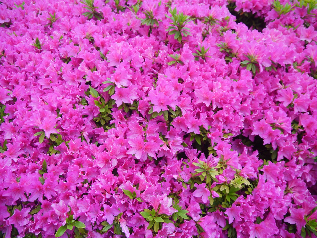 サツキの花々