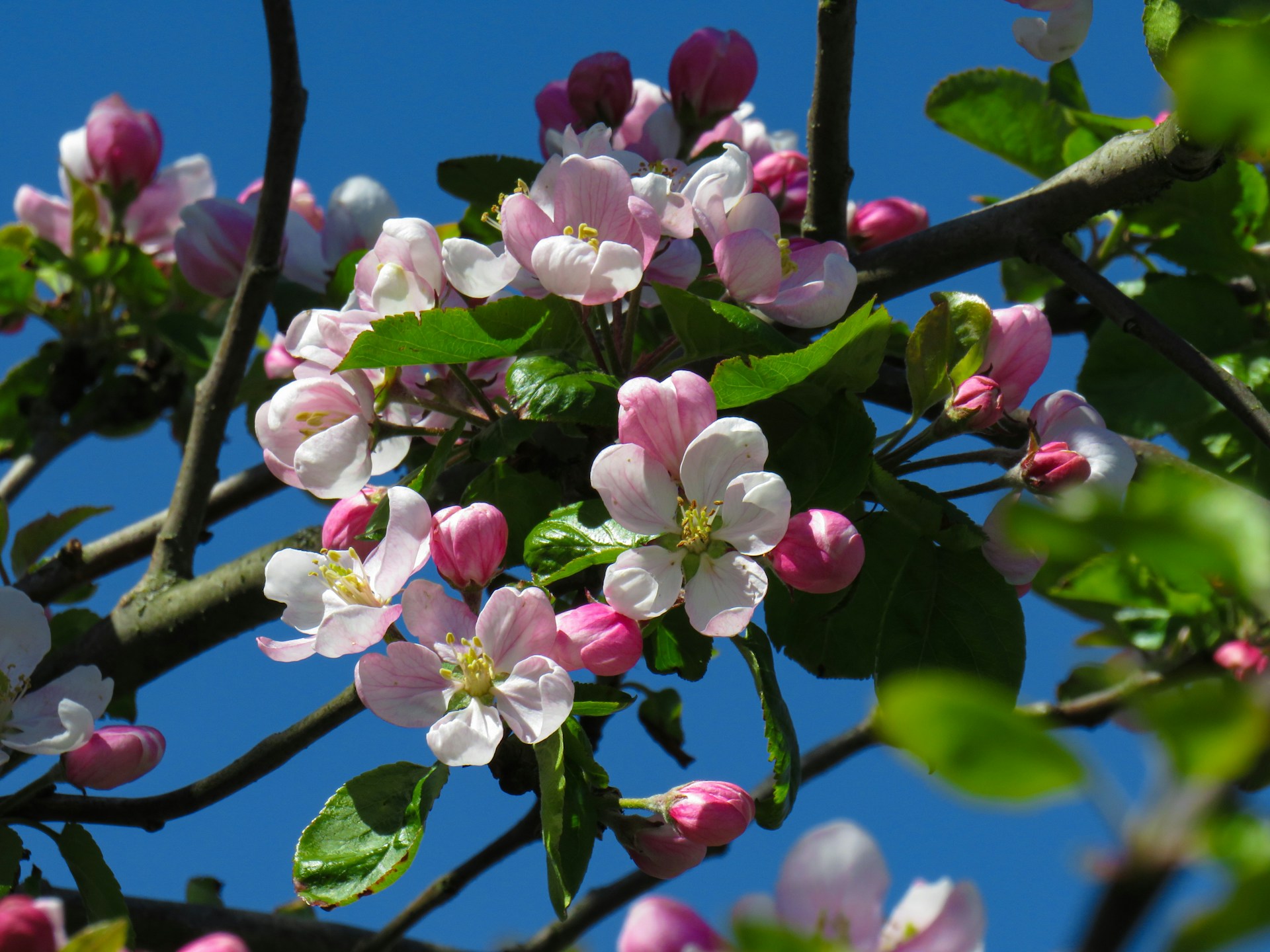 りんごの花（Apple Blossom）❀エディブルフラワー