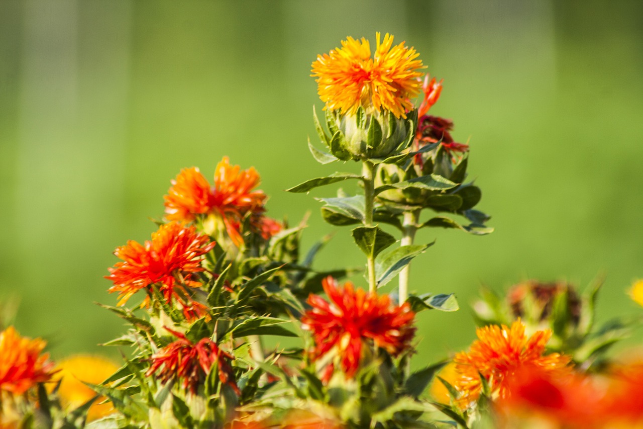 紅花（Safflower）❀エディブルフラワー