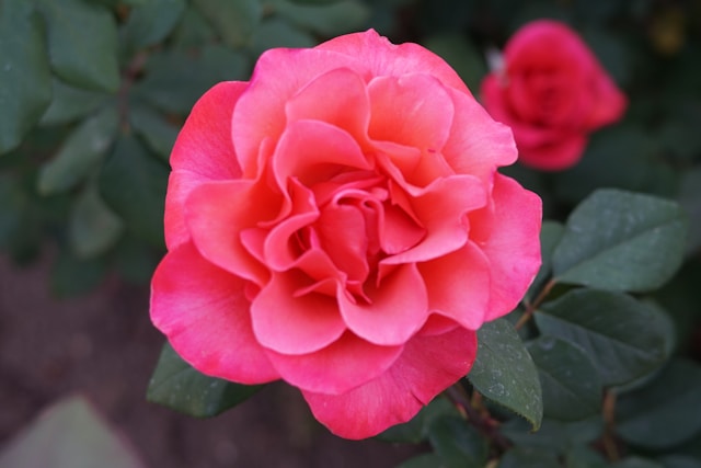 Pink rose