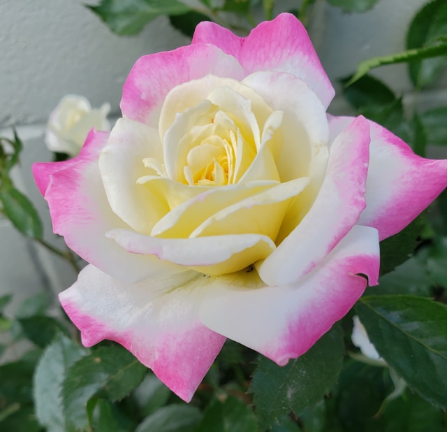 White and pink rose