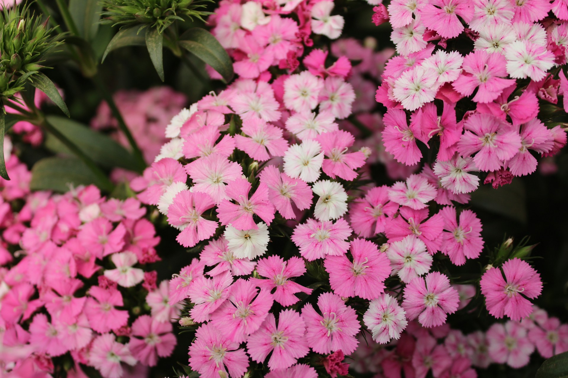 なでしこ（Pink, Dianthus）❀エディブルフラワー