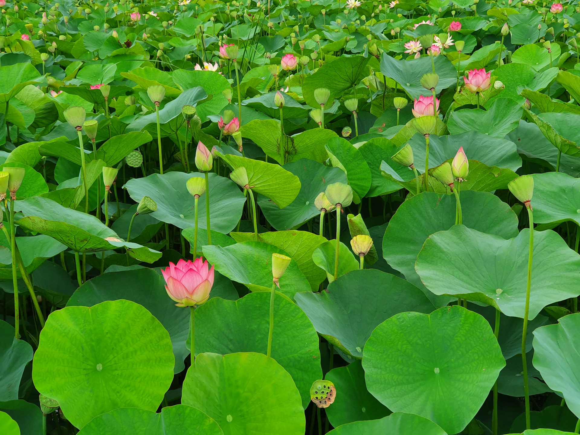蓮（Lotus）❀エディブルフラワー
