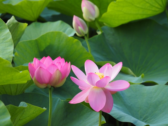 Lotus in pond