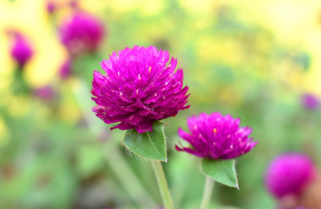 ピンクの千日紅が咲く夏の花畑(Globe Amaranth)。食用花として人気があり、ハーブティーや薬膳にも用いられる。