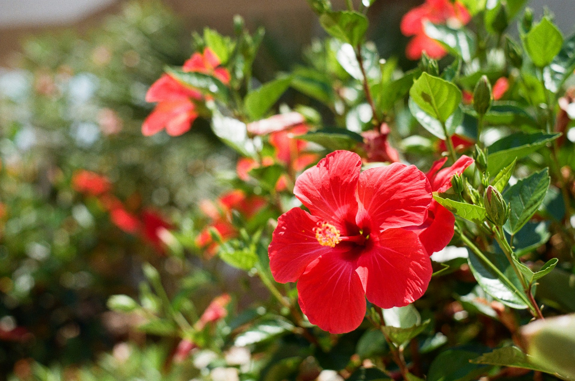 ハイビスカス（Hibiscus）❀エディブルフラワーの魅力＆花言葉【食用品種ローゼルもご紹介】