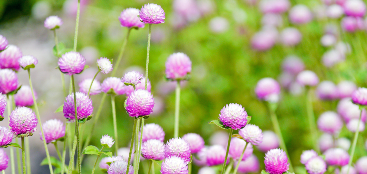 千日紅（Globe Amaranth）❀エディブルフラワー