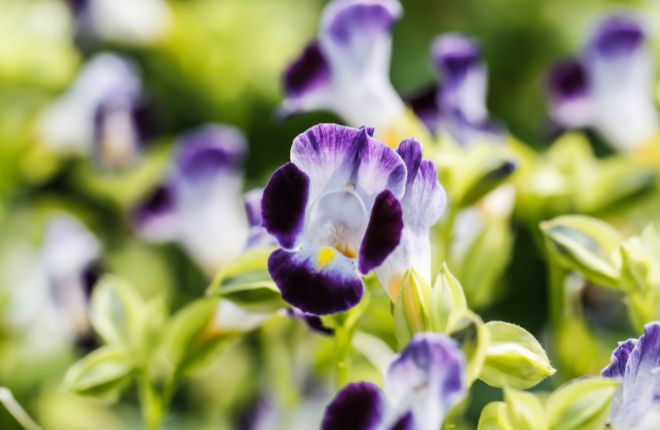 濃い紫と白のトレニア