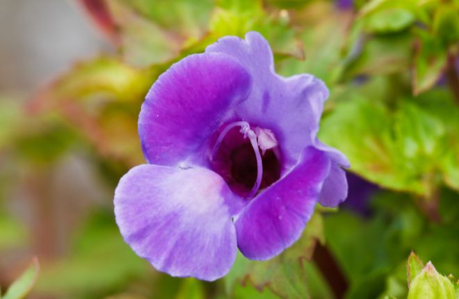 ラベンダー色のトレニア