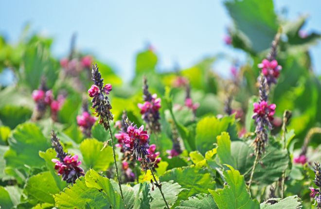 空に向かって咲く葛の花々