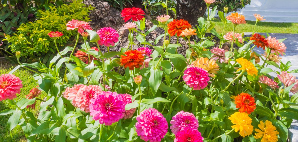 ジニアの花たち