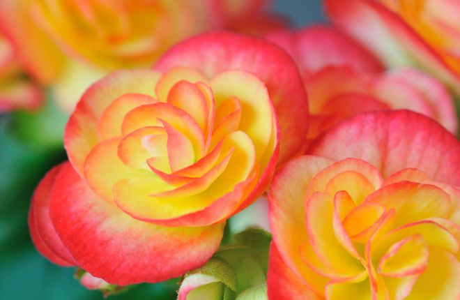 赤と黄色のグラデーションの八重ベゴニア