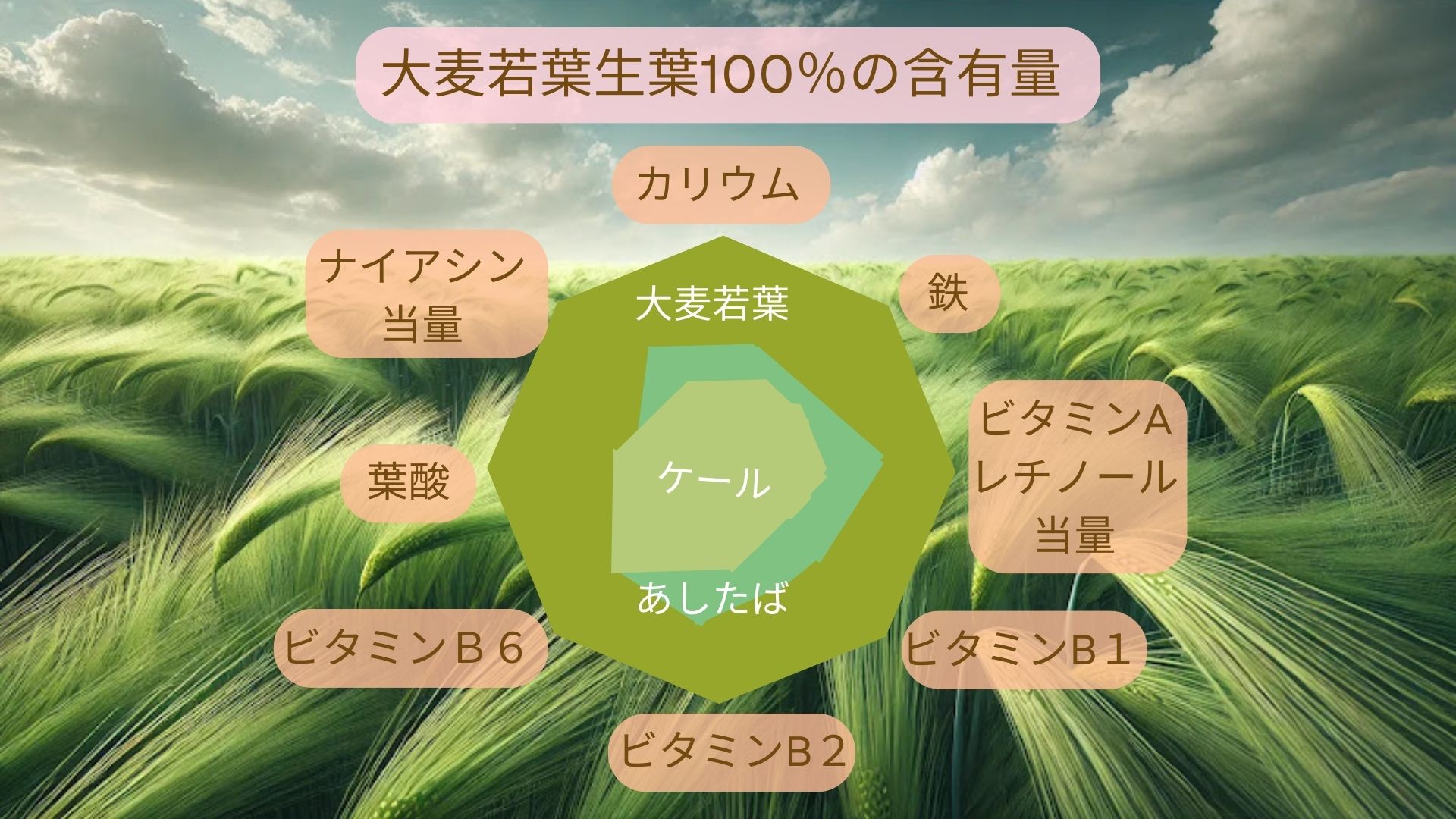 大麦若葉畑と大麦若葉の生葉含有量