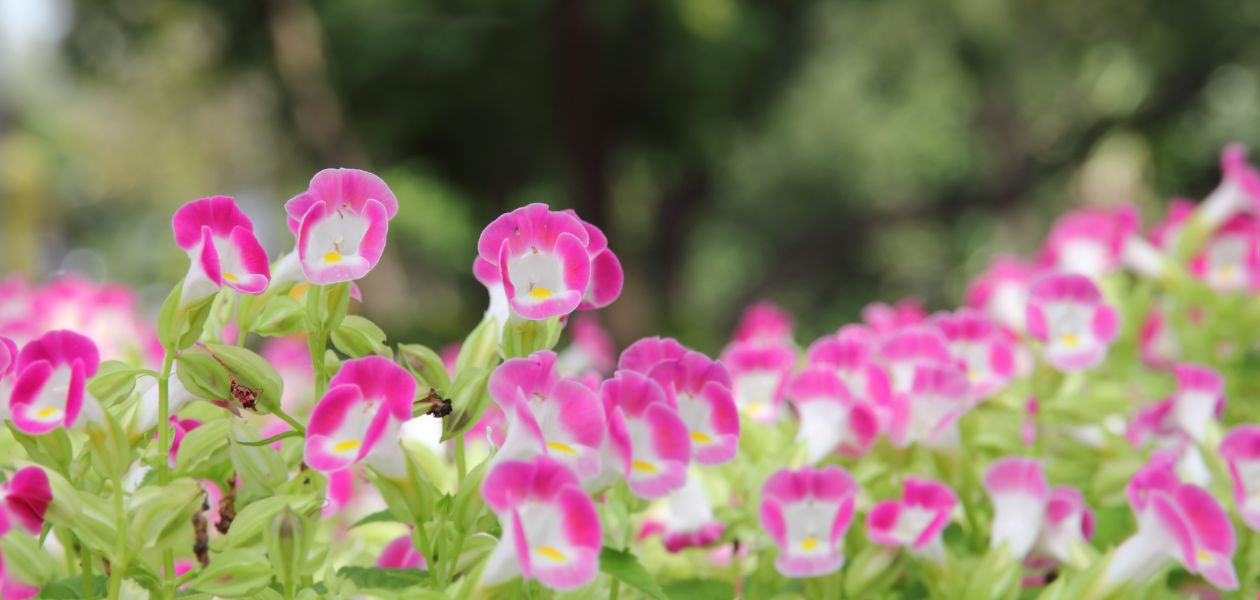 一面のピンクのトレニアの花々