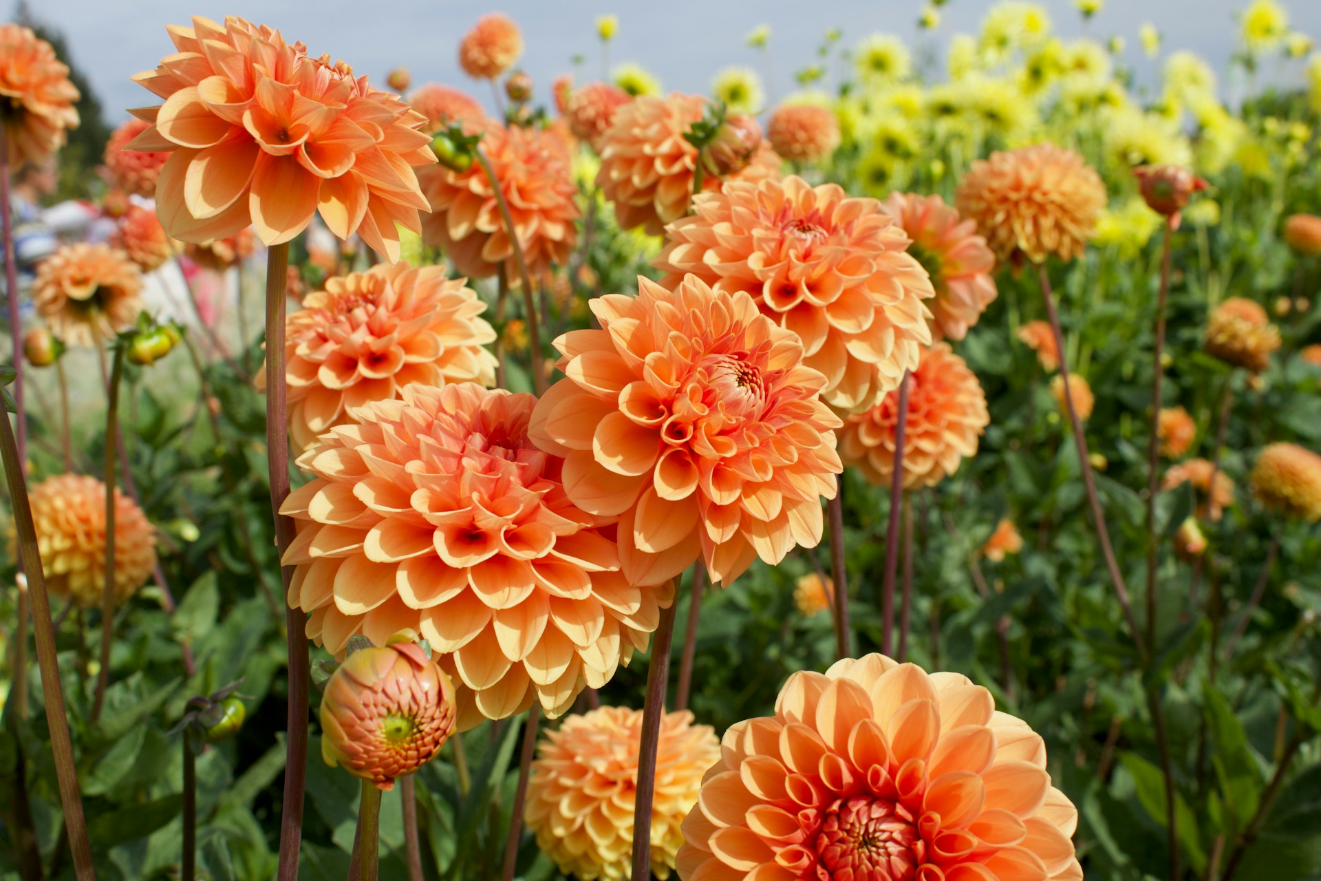 ダリア（Dahlia）❀エディブルフラワー
