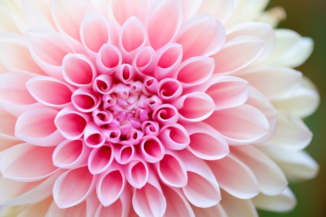 ピンクのダリアの花