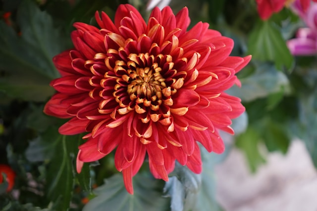 赤い菊の花