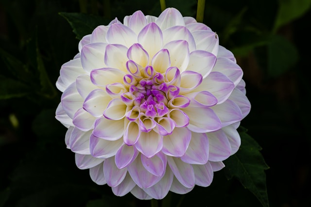白いダリアの花