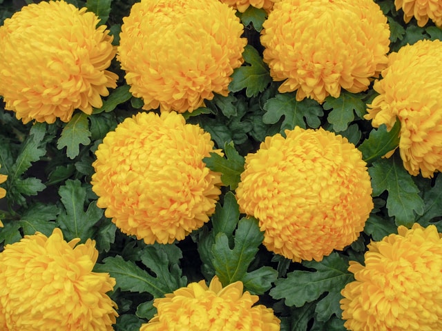 黄色い菊の花々