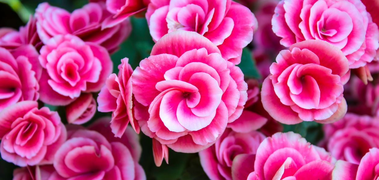 ピンクの八重ベゴニアの花々