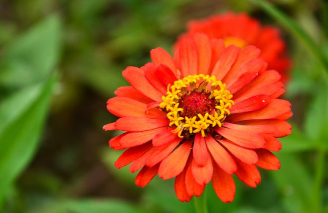 オレンジのジニア