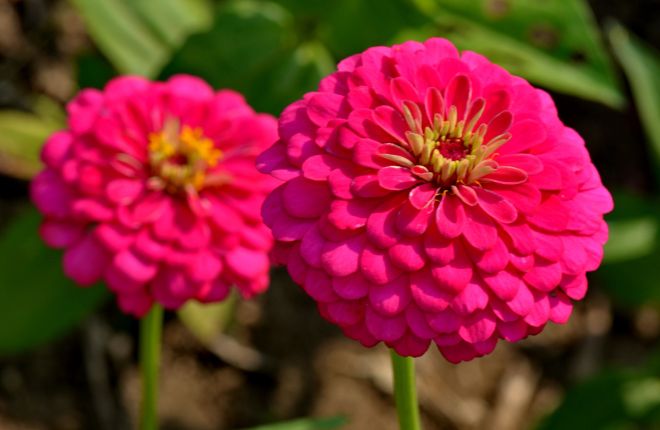 ピンクのジニア2輪