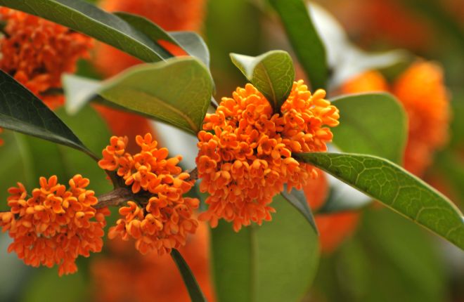 エディブルフラワーの金木犀の花
