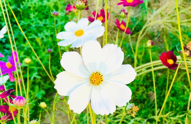 白いコスモスの花