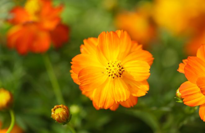 オレンジ色のコスモスの花
