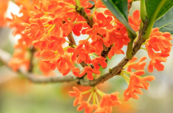 エディブルフラワーの金木犀の花々