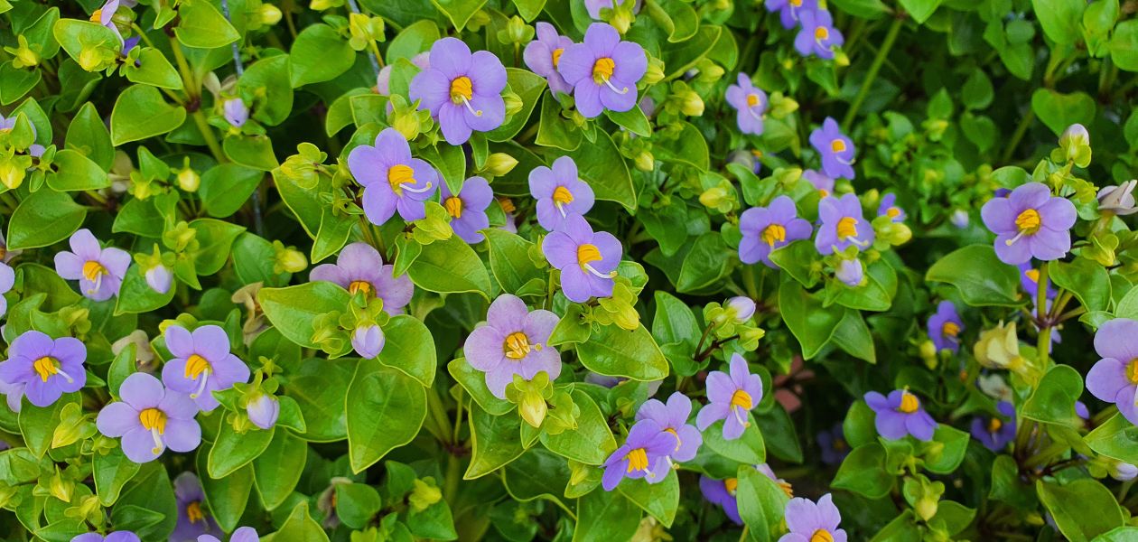 エキザカムの花々