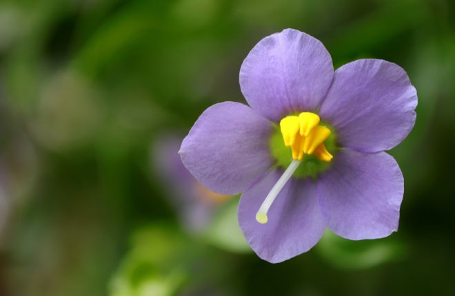 エキザカムの花のアップ