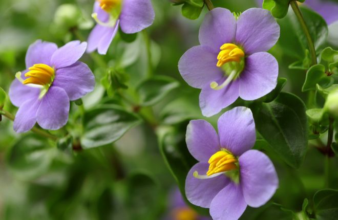 エキザカムの花