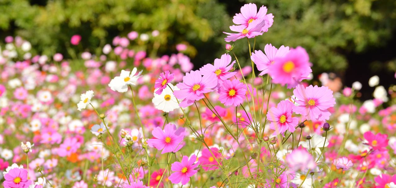 コスモスの花畑
