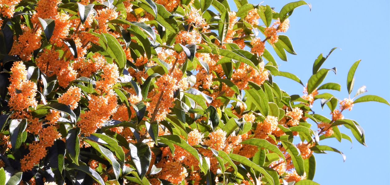 エディブルフラワーの金木犀の木