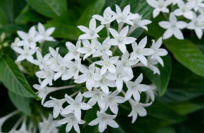 ペンタスの花の集まり