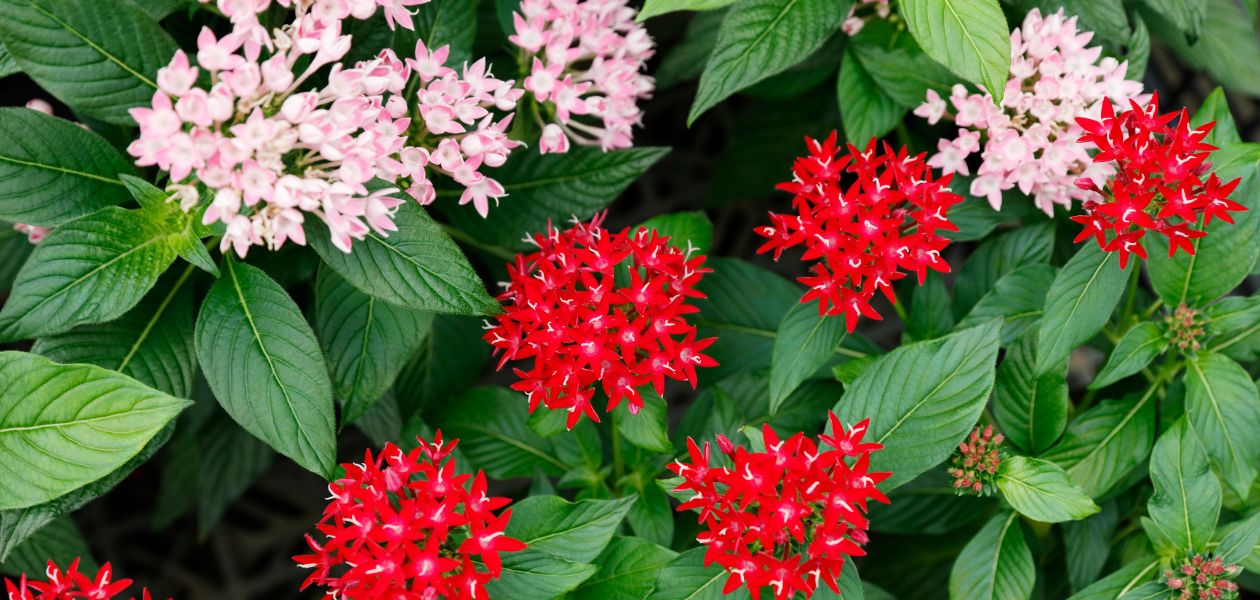 ペンタス(Pentas)❀エディブルフラワー