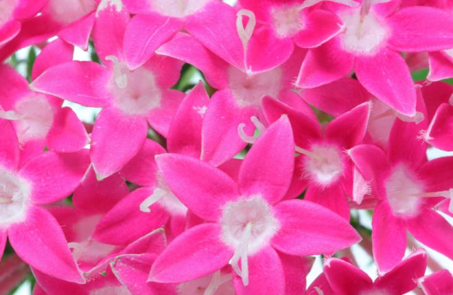 ペンタスの花のアップ