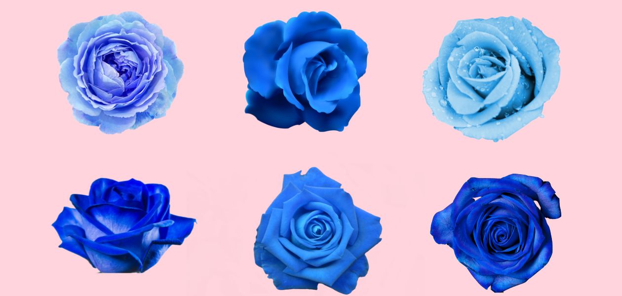 バイタルファスティングはブルーローズ（花言葉は奇跡）